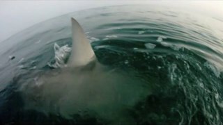 Best Shark Attack Video