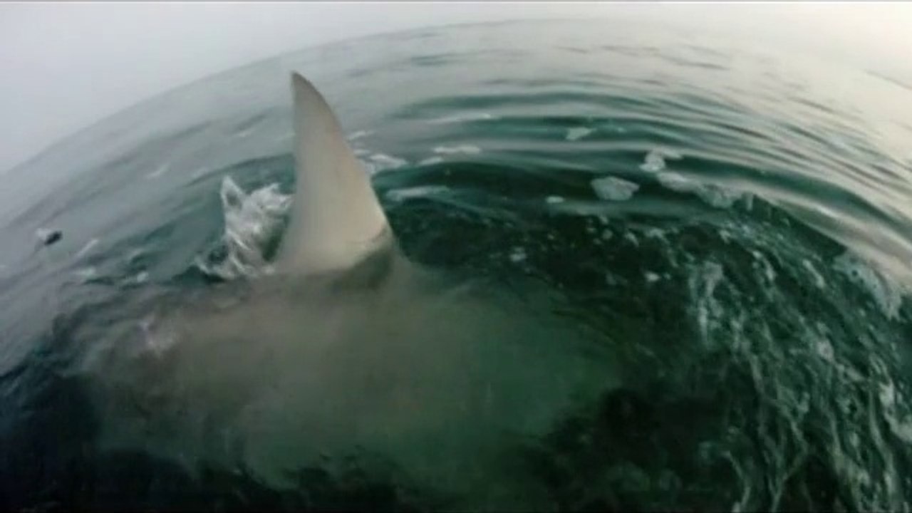 Best Shark Attack Video