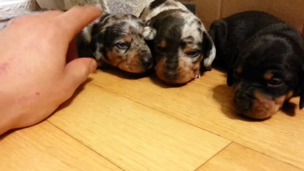 Miniature Dachshund Puppies Playing | 15 Days Old