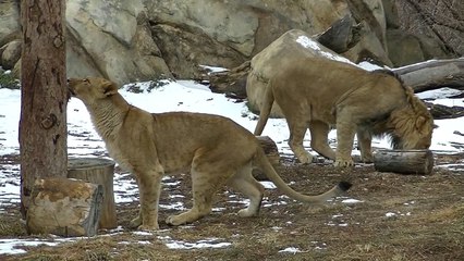 Lion Cubs Playing At Denver Zoo