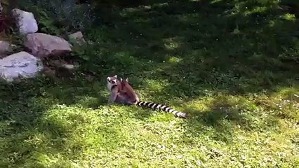 Un nouveau venu: un bébé lémurien