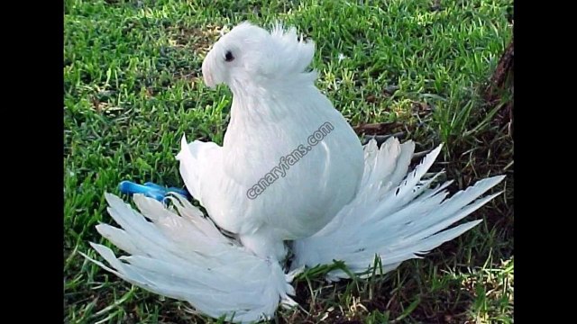 اروع واجمل انواع الحمام + اروع مسيقي