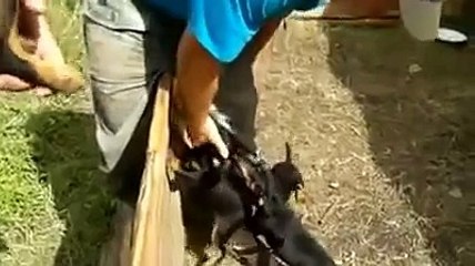 İzlediğim En Acımasız Vahşi Köpek Saldırısı ;))
