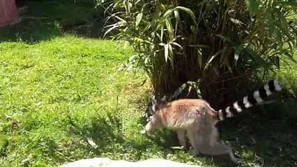 Lémuriens dans l'enclos de contact