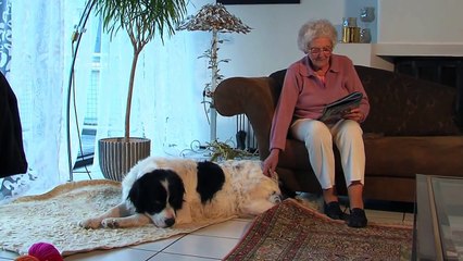 Landseer: Informationen zur Rasse