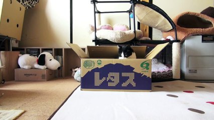 レタス箱のぽっちゃり猫 -The box was besieged by chubby cat. -