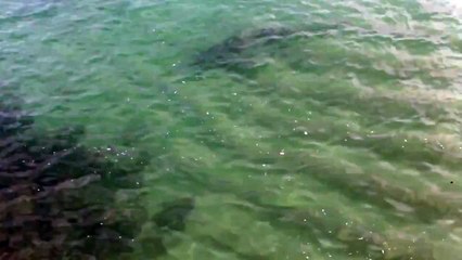 Shark going after swimmers in Waikiki Honolulu