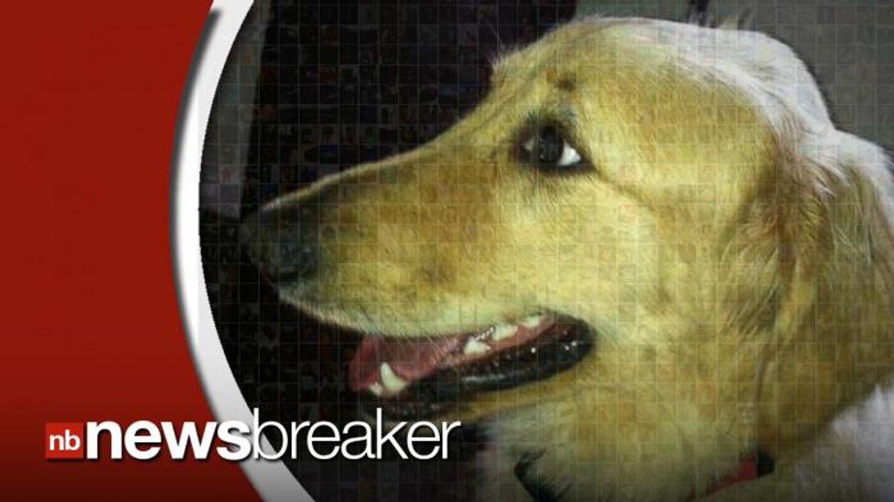 Petco Changes Grooming Policies in Wake of Golden Retriever Death video Dailymotion