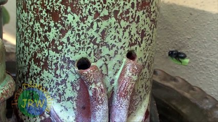 Leaf-cutting bee at work