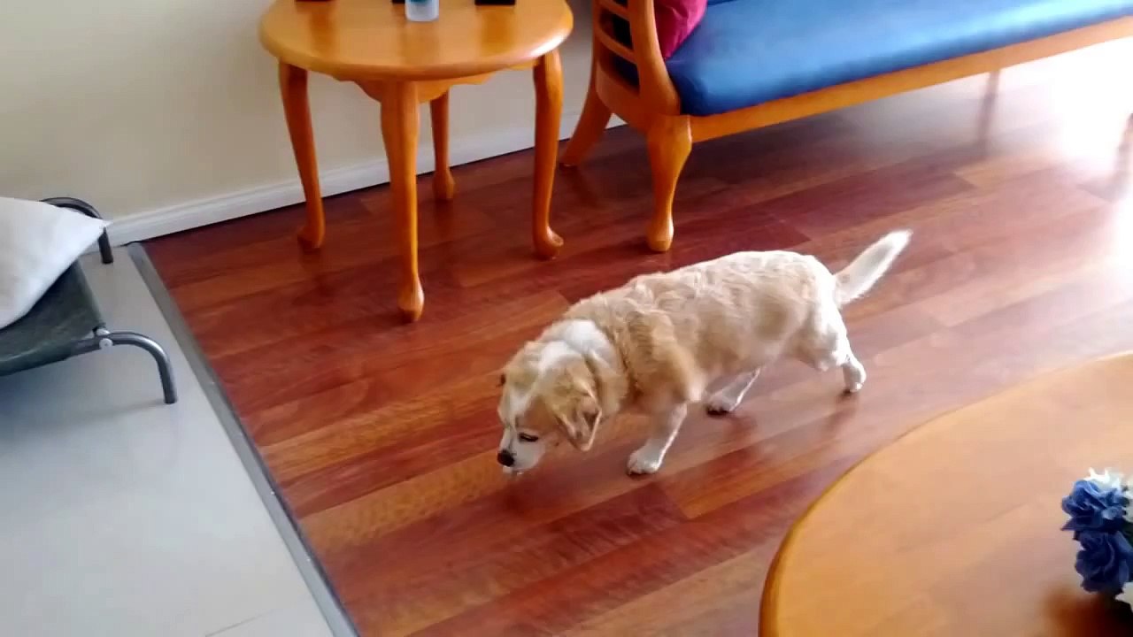 Bizkit the Guilty dog walking