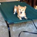 Shiba Inu Dog Training