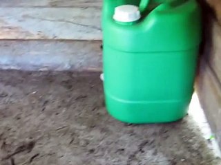 Two week old kittens (Second)