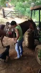 ata binen köpek. dog on the horse