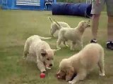 Filhotes de Golden Retriever