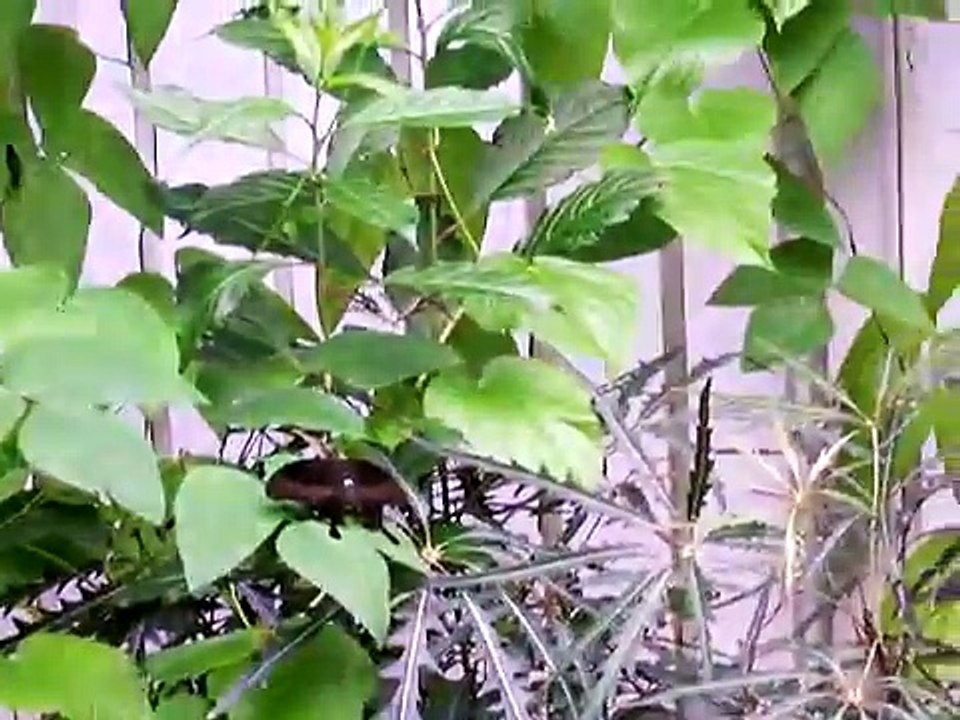 Vlindertuin