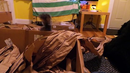 Wally and Jax playing with packaging material!