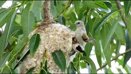 Moudivlacek luzni hnizdeni Remiz pendulinus Eurasian Penduline Tit Adolf Goebel