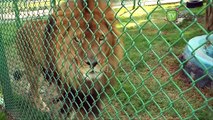 Tábata, la leona bebé del Zoológico de Zacango