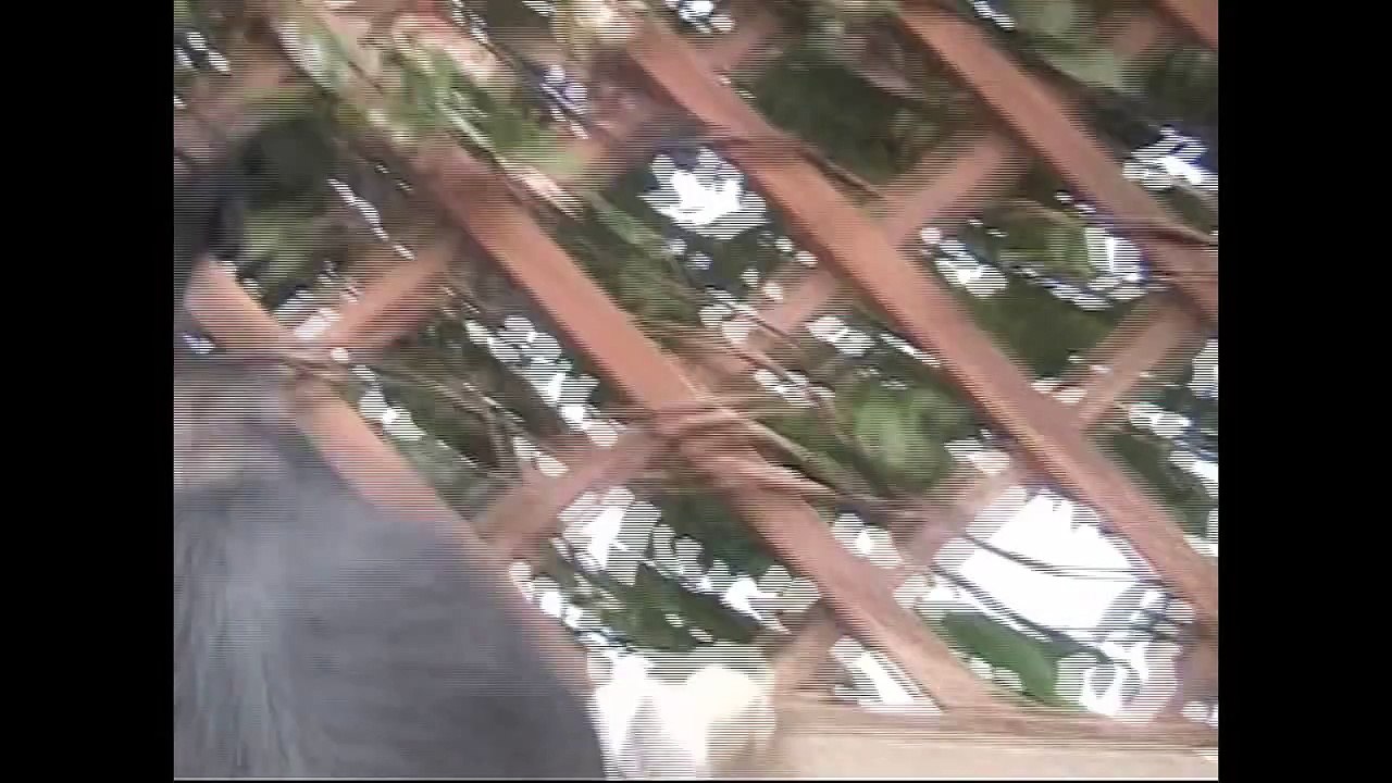 Lilli e il vagabondo