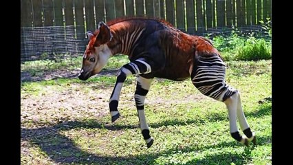 Creatures you haven't seen before