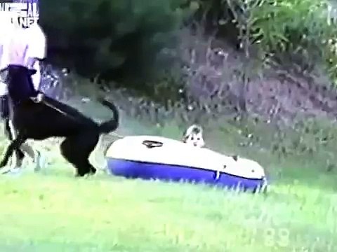 The Planet's Funniest Animals - The Dog Carries the Kid by Ferry [HUNGARIAN DUB] HD