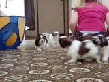 6 Week Old Shih Tzu Puppies Getting Some Exercise