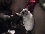 Cat gives Chinchilla a bath