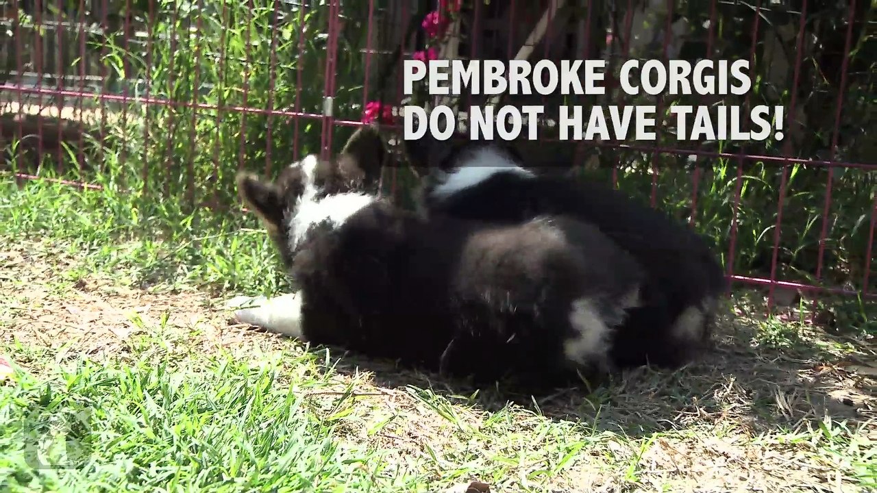 7 Crazy Facts About Corgis