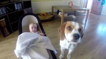 baby and Puppy are best Friends and how to bring her doll