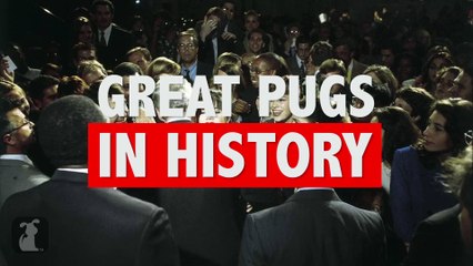 Great Pugs In History