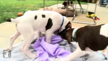 Hilarious German Shorthair Pointer Puppies Tug Of War