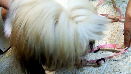 Reverse Sneezing in Shih Tzu