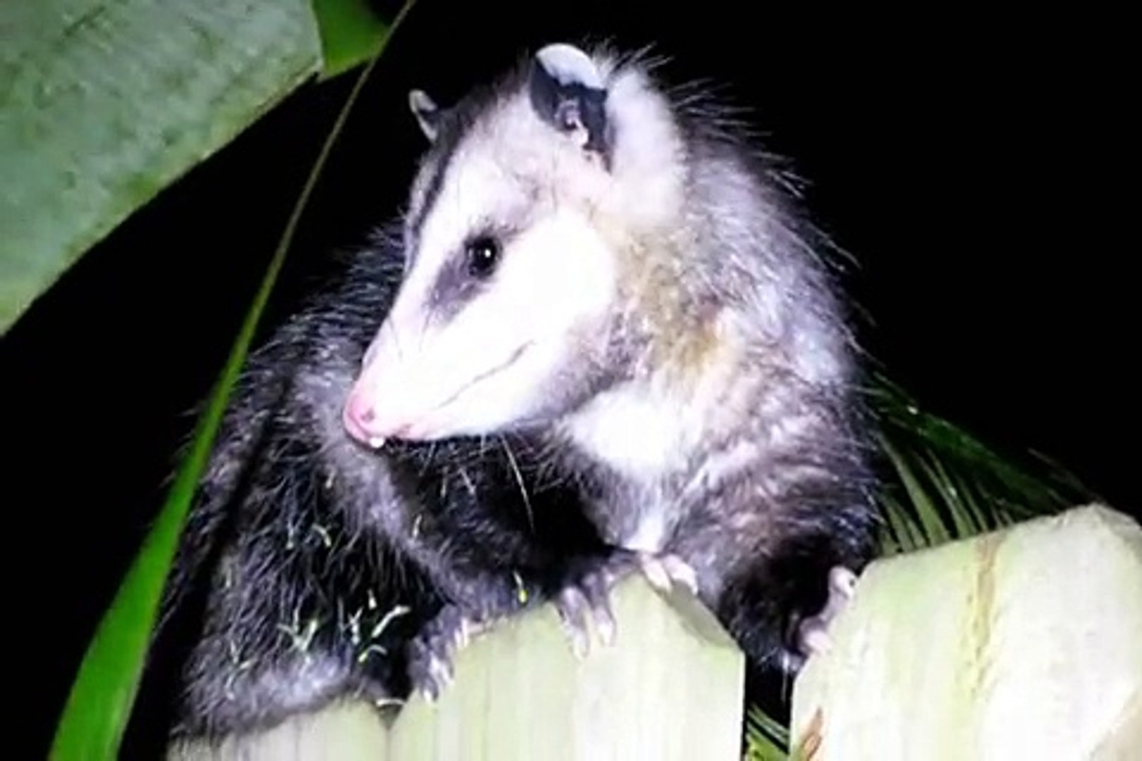 An Opossum trying to Sneak along my Fence in Tampa, FL     Possum Big Rat Like Scary Creature