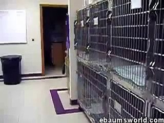 O Gato Possuído Pelo Demônio.