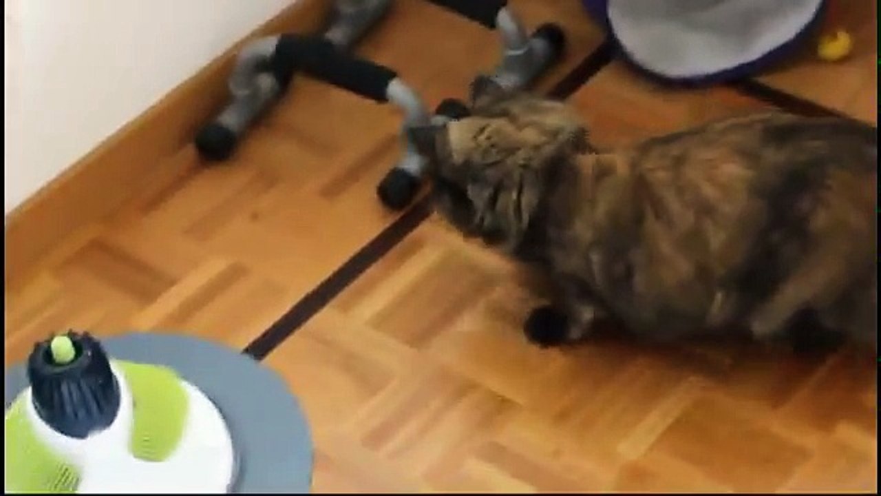 2 Cats and 1 Bumblebee