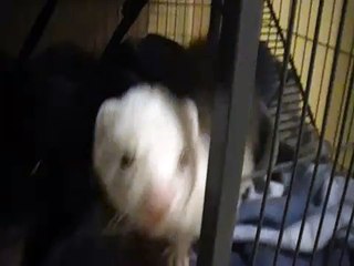 Ferret Wake Up Call