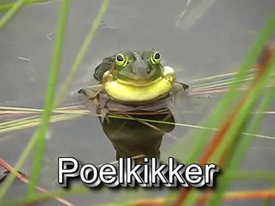 RAVON GROENE KIKKERS SOORTEN  FRIGGE EN DE KIKKERS