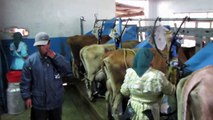 Ordeño de las Vacas en Porcon -- Cajamarca -- Perú