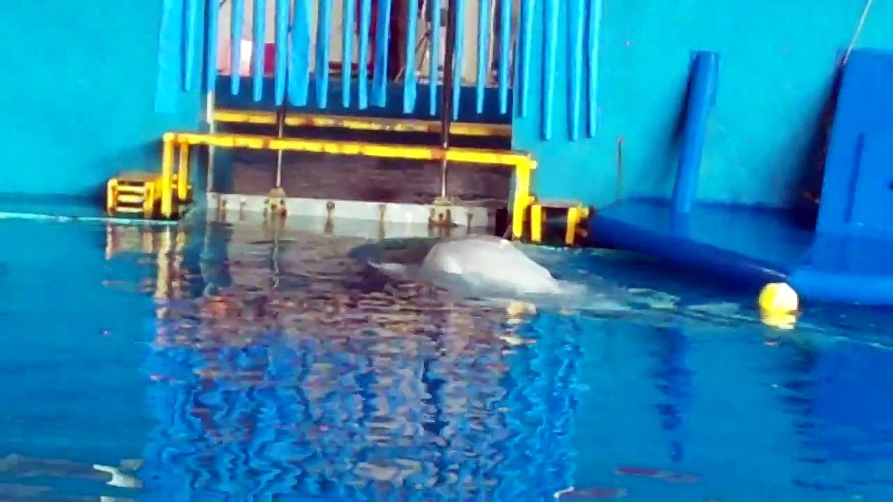 Babu and Gimbo Gate Interactions 小白鯨巴布和鯨寶