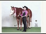 Junior - 2004 APHA Gelding