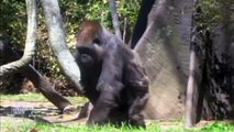 Awww! Two cute baby gorillas born at New York Bronx Zoo