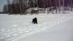 Newfoundland dog Ruffe playing in snow
