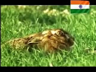 Dog Vs Rabbit Funny