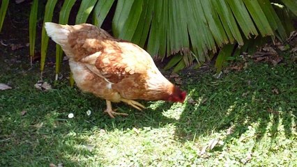 Foraging chicken #2