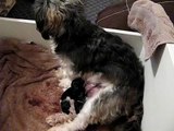 Shiz Tzu dog gives birth to her third puppy