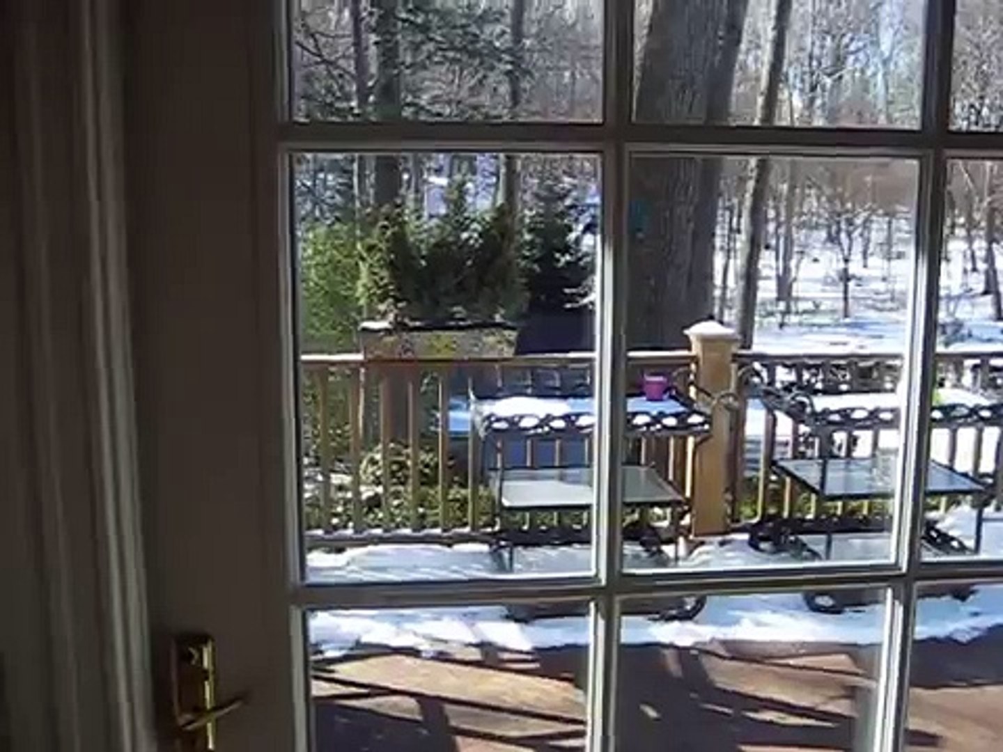 Squirrel Catapult Video Dailymotion
