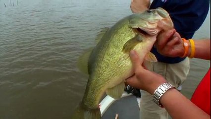 Menendez and VanDam Fish Thumper Worm - Strike King Fish Hard