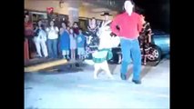 Video Drole De Chien Qui Danse