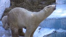 ホッキョクグマ・バフィンと赤ちゃん③【天王寺動物園】Polar bear baby ③[Tennoji Zoo]