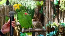 Amazing parrot Quito sings 